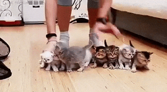 A person trying to herd cats — what organizing through a group chat feels like